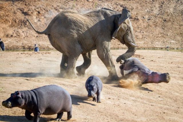 Angry Elephant Confronts a Hippo Mom and Kids