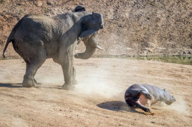 Angry Elephant Confronts a Hippo Mom and Kids