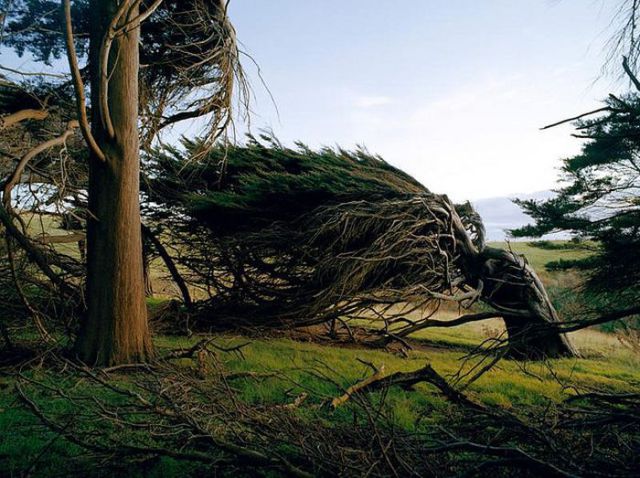 Antarctic Winds Give These Trees Unusual Shapes