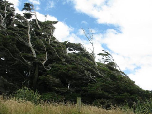 Antarctic Winds Give These Trees Unusual Shapes