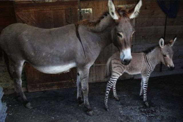 The First Ever Donkey-Zebra Cross Breed