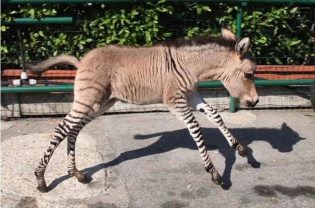 The First Ever Donkey-Zebra Cross Breed