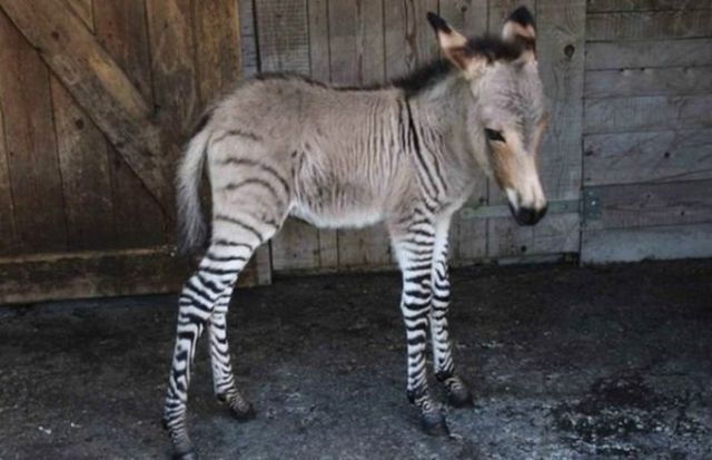 The First Ever Donkey-Zebra Cross Breed