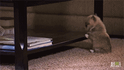 GIFs Give Life to Everyday Things