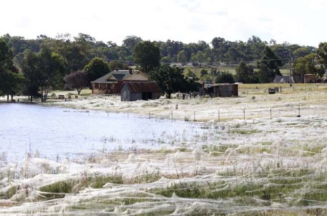 A Terrifying Spider Invasion in Australia