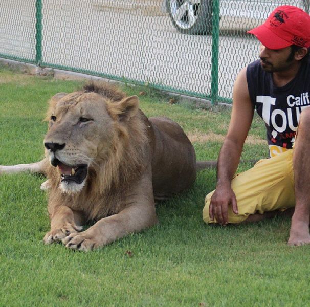 Rich Dudes Pose with Lions for Prestige