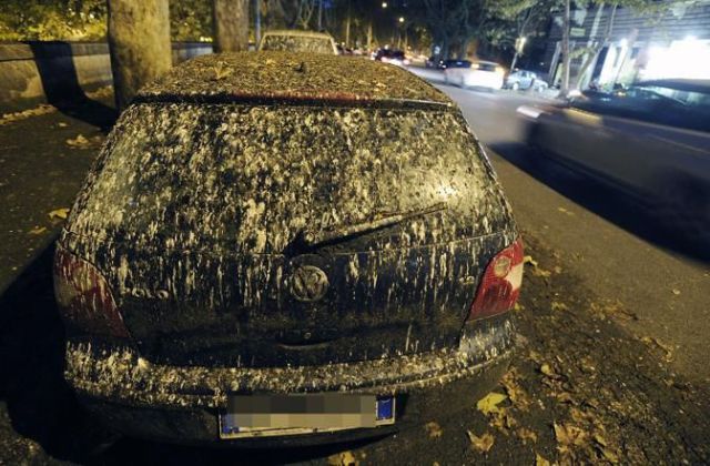Rome Hit Hard by Masses of Bird Poo!