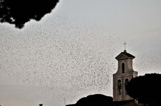 Rome Hit Hard by Masses of Bird Poo!