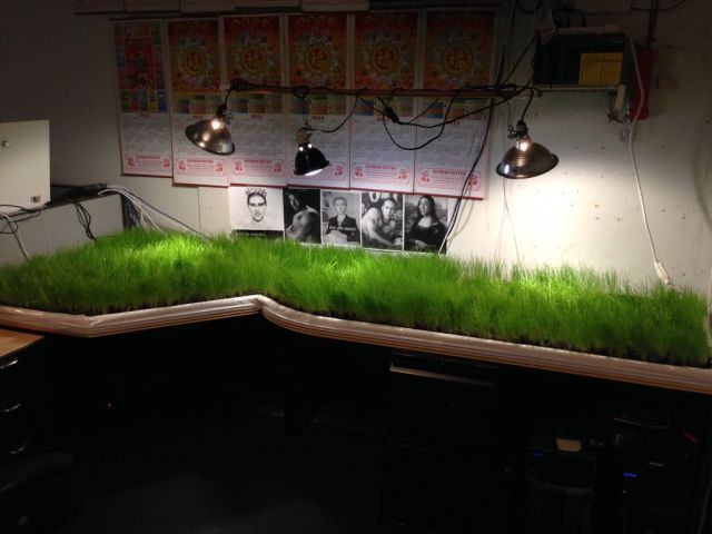 You Holidayed So Long That Grass Grew on Your Desk Man