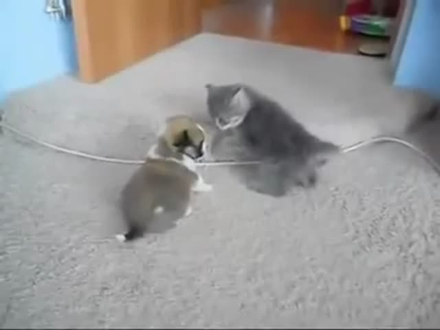 Two Scary and Ferocious Beasts Fighting to Death 