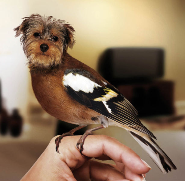 Is It a Dog or a Bird?