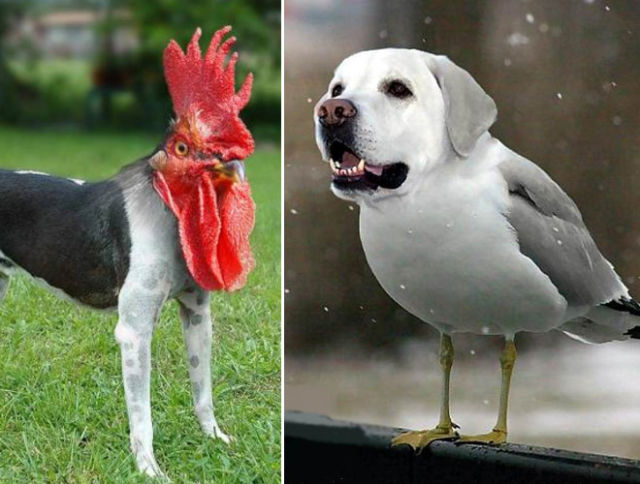 Is It a Dog or a Bird?