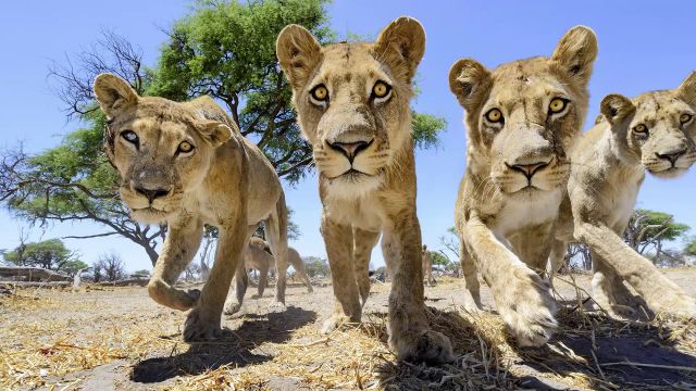 Photographer Uses RC Camera Buggy to Get Unique Lion Close-Ups
