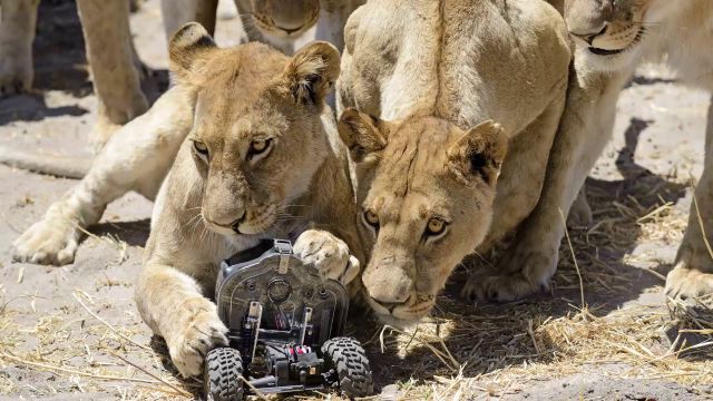 Photographer Uses RC Camera Buggy to Get Unique Lion Close-Ups