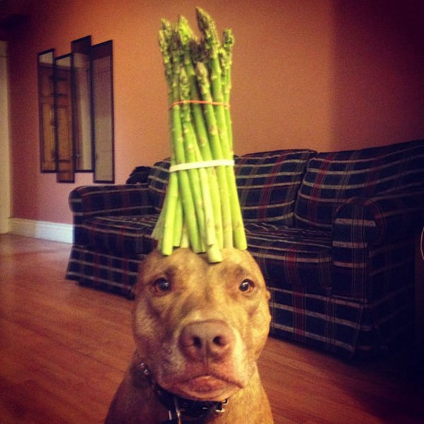 You Can Stack Anything You Want on This Dog
