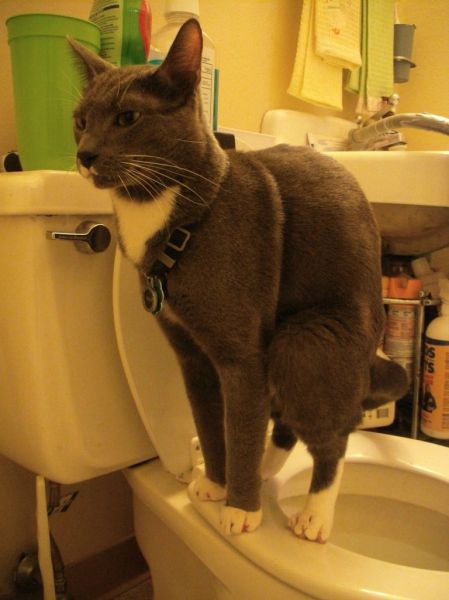 How To Teach Your Cat To Poop In The Toilet 6 Pics Picture 6