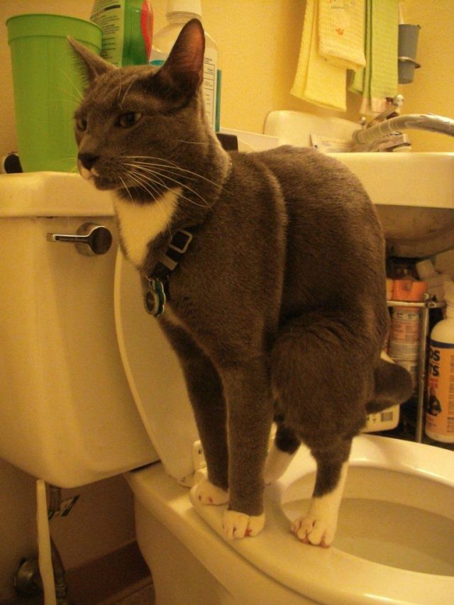 How to Teach Your Cat to Poop in the Toilet