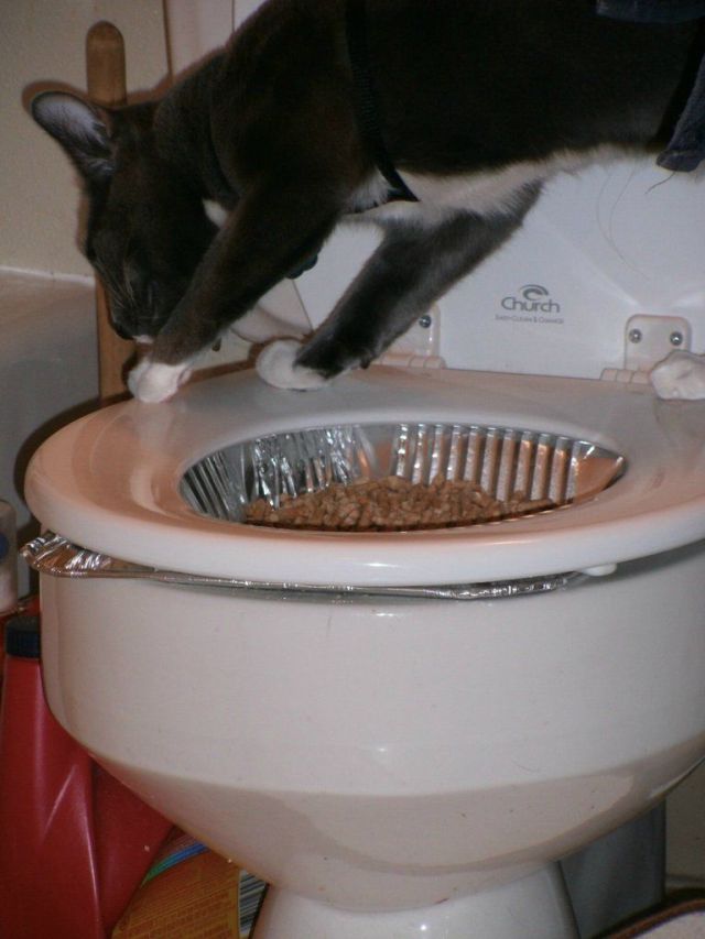 How to Teach Your Cat to Poop in the Toilet