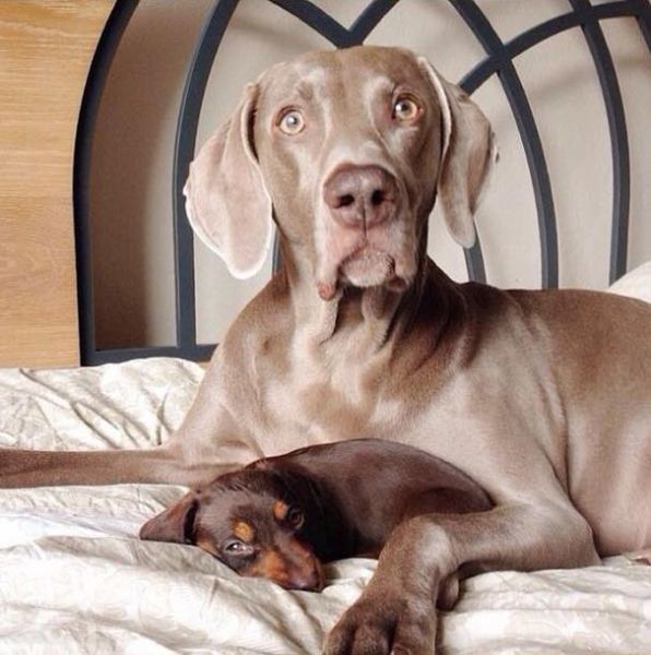 Adorable Dogs Having Some Fun Together