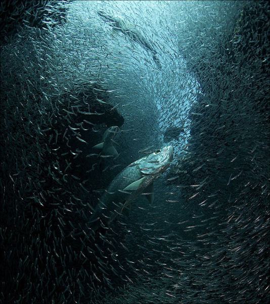 Incredible Photos from National Geographic 2013