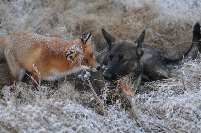 The Unlikely Friendship between the Fox and the Hound