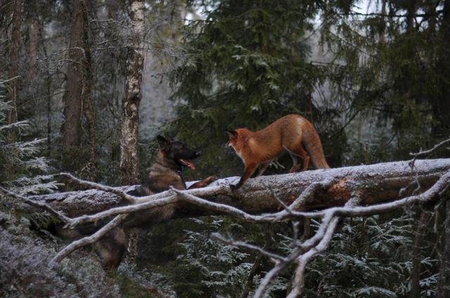 The Unlikely Friendship between the Fox and the Hound