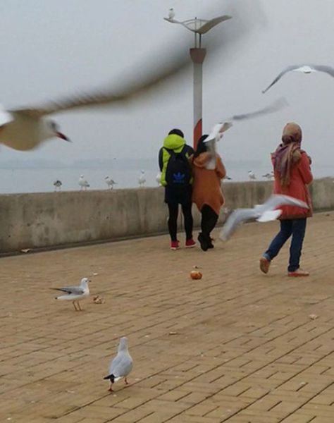 Unlucky Seagull Becomes a Chinese Couple’s Dinner