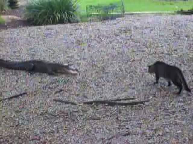 Gator vs Cat 