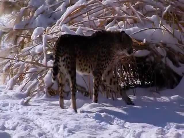 Cheetah and Dog Love to Play Together in the Snow 