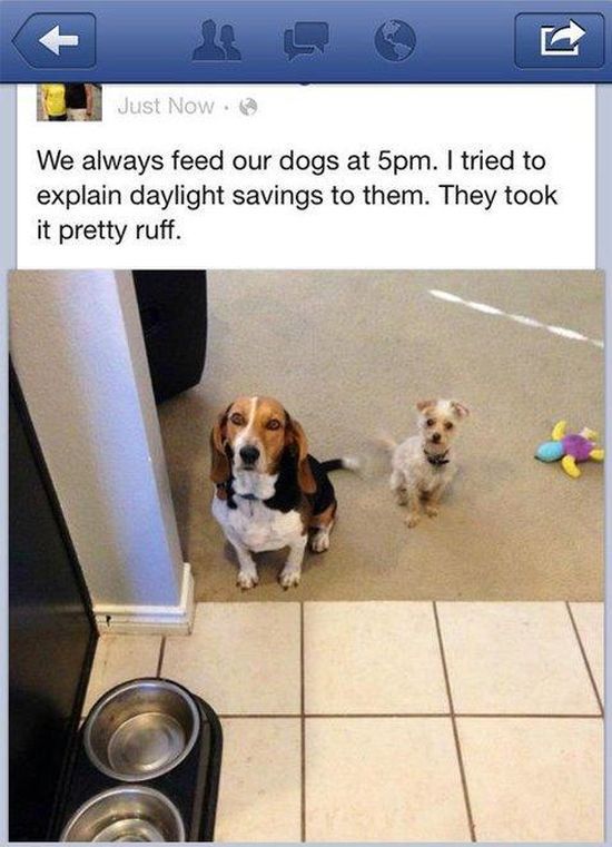 Dog Pictures That Are Funny Because They Are So True