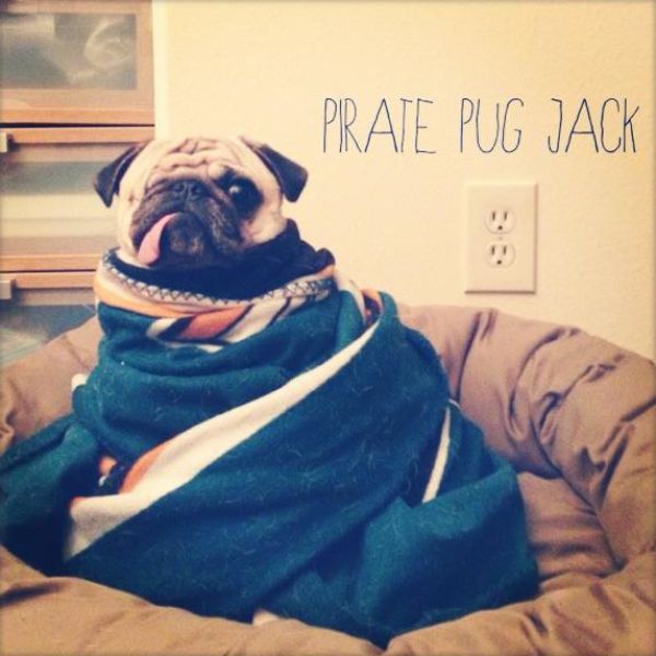 The Adorable One-Eyed Pirate Pug Dog