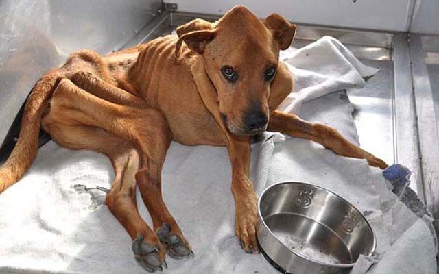The Miracle of the Rescued “Skinny Dog”