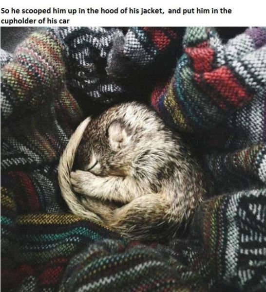 The Story of Tiniest Rescued Squirrel and His Adopted Doggy Parents