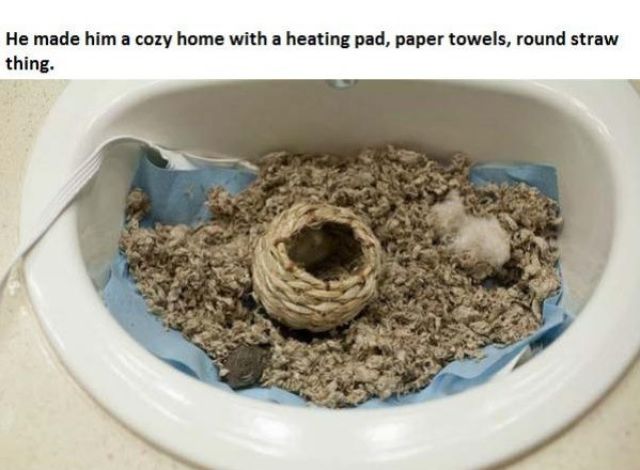 The Story of Tiniest Rescued Squirrel and His Adopted Doggy Parents