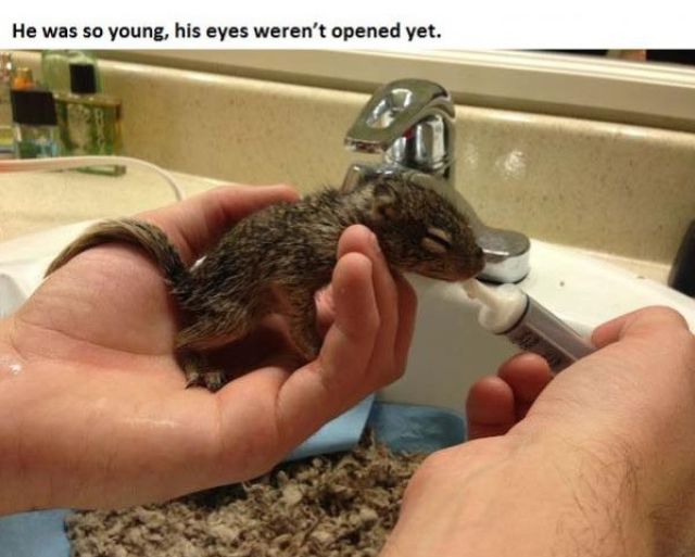 The Story of Tiniest Rescued Squirrel and His Adopted Doggy Parents