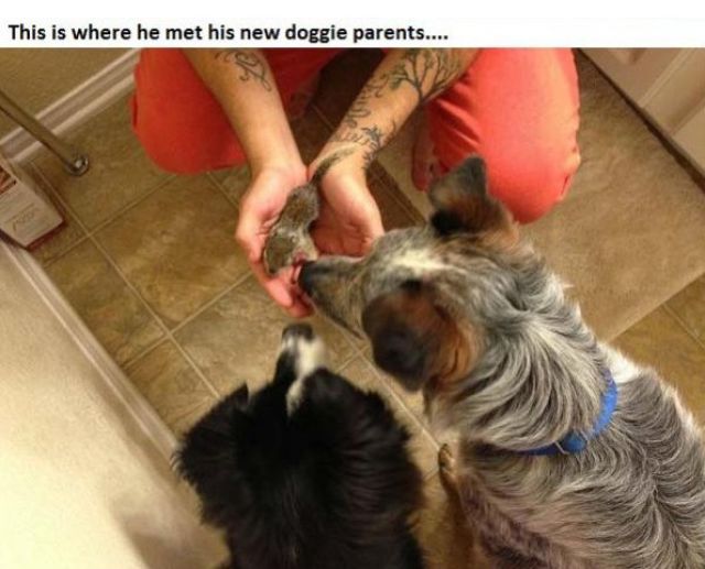 The Story of Tiniest Rescued Squirrel and His Adopted Doggy Parents