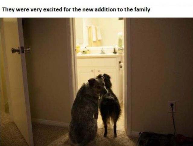 The Story of Tiniest Rescued Squirrel and His Adopted Doggy Parents