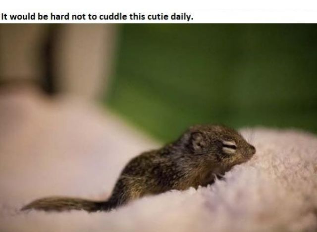 The Story of Tiniest Rescued Squirrel and His Adopted Doggy Parents