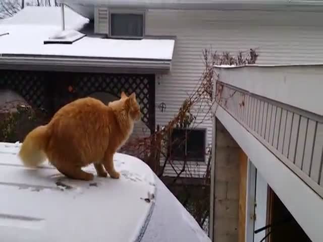 Cat Miserably Fails to Jump from Snow-Covered Car to Roof 