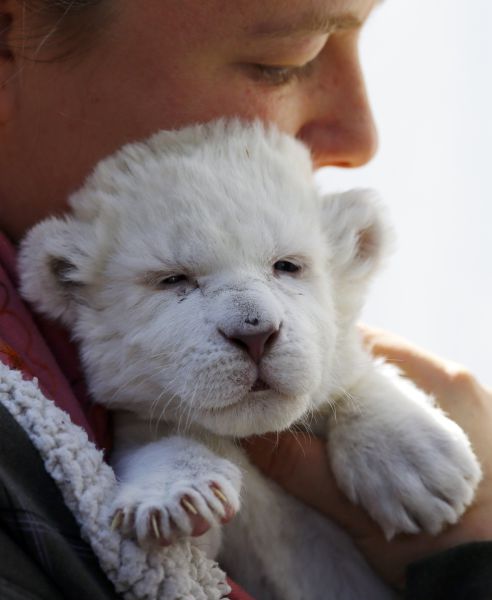 The Cutest Baby Animals Pics of 2013