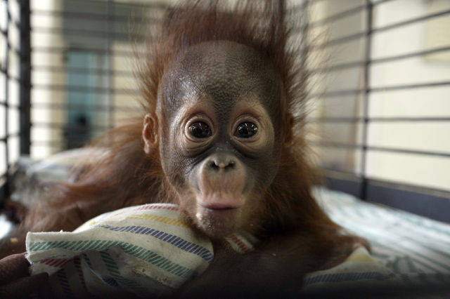 The Cutest Baby Animals Pics of 2013