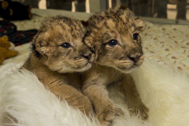 The Cutest Baby Animals Pics of 2013