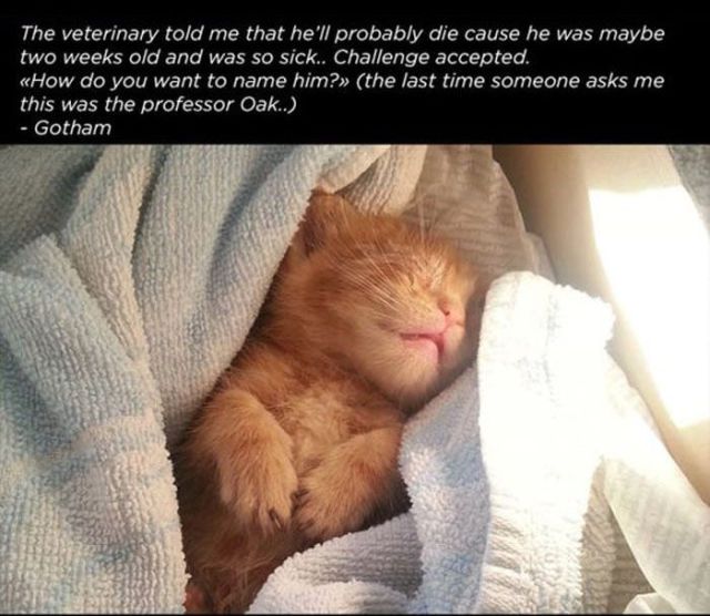 The Sweet Rescue Story of a Cat