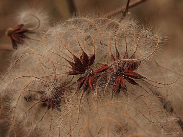 Unusual Looking Seeds That Give Ordinary Plants