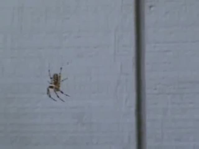 The Spider That is Afraid of Sound 
