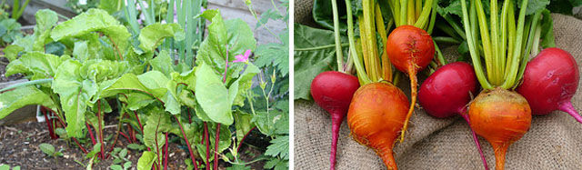 Did You Know How These Fruit and Vegetables Grow?