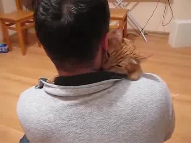 The Cutest Cuddling Cat 