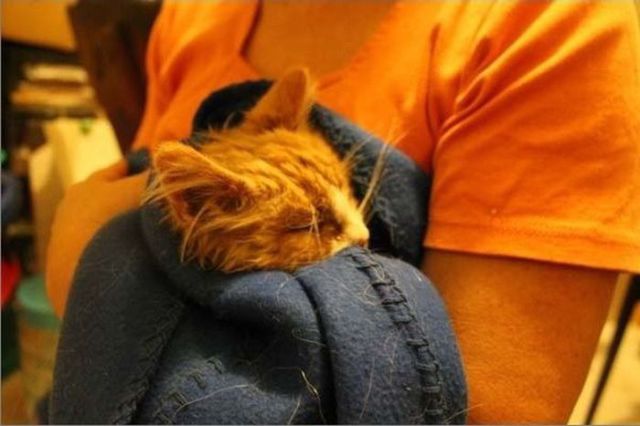 Sweet Kittens are Saved from Near Death