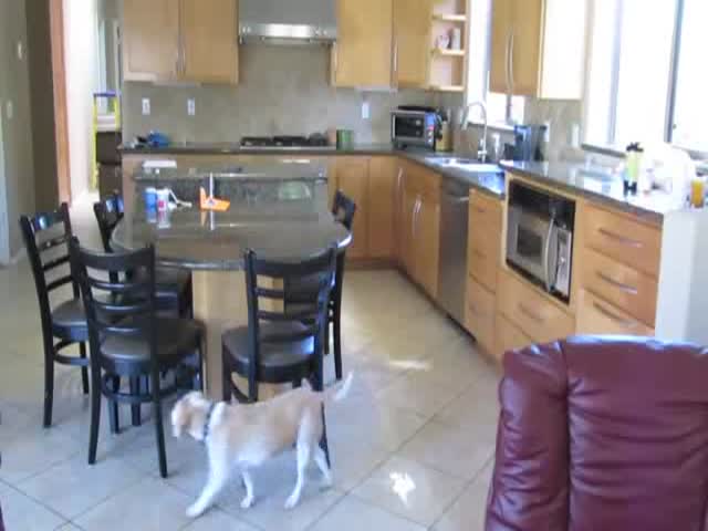 Watch How This Smart Dog Steals Chicken Nuggets 