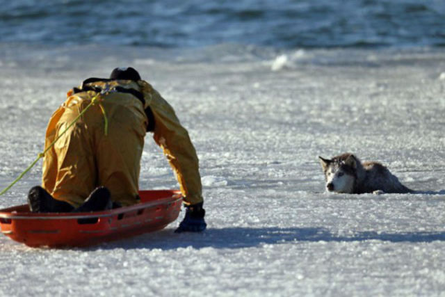 Husky Rescued from Icy Death